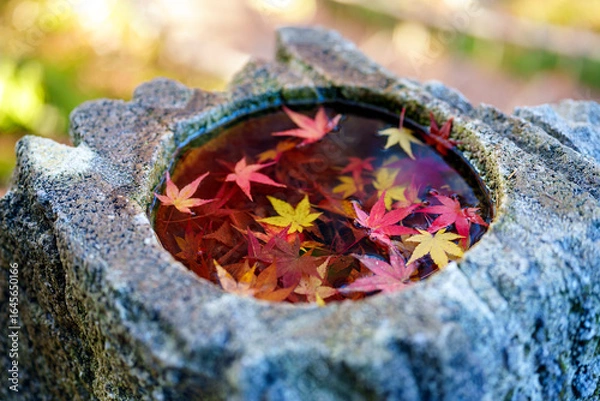 Obraz 紅葉真っ盛りの金沢　日本三名園のひとつ兼六園