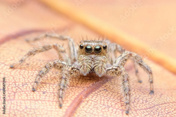 Fototapeta Macro jumping spider on leaf in garden