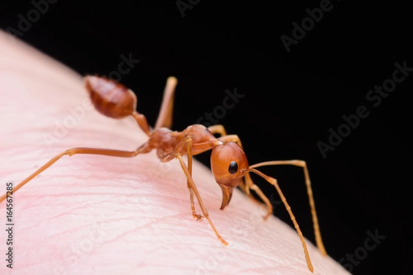 Fototapeta macro ant bite human finger on back background