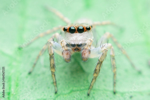 Fototapeta Macro jumping spider on leaf in garden