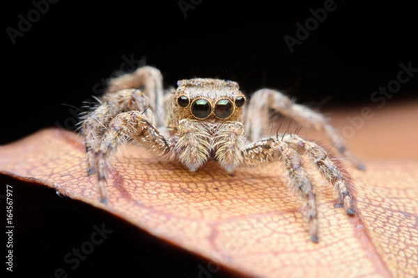 Fototapeta Macro jumping spider on leaf in garden