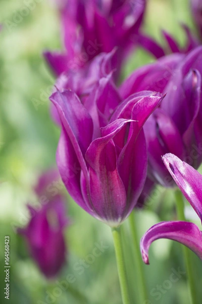 Fototapeta field of purple tulips. Selective focus.