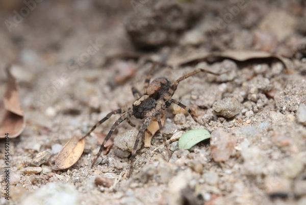 Fototapeta The Thin-legged Wolf Spider (Pardosa milvina) is a member of the Lycosidae family, characterized by long slender legs and brown camouflage patterns. 