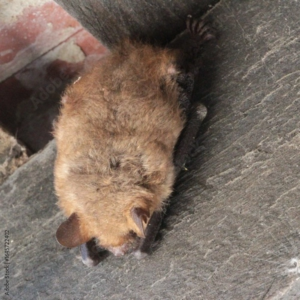 Obraz petit rhinolophe endormi