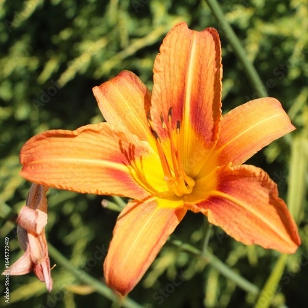 Obraz hémérocalle orangé