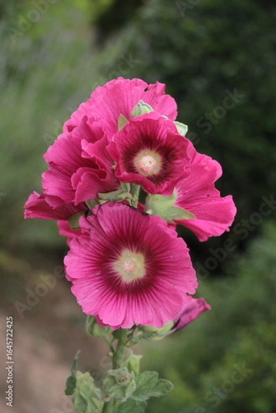 Obraz roses trémières