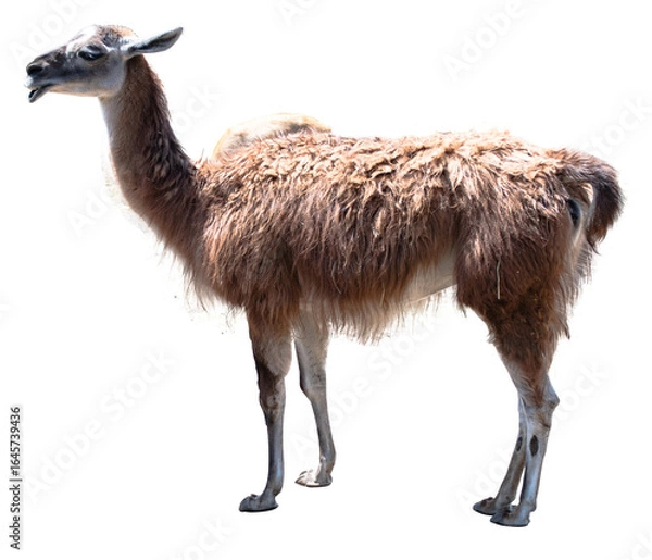 Obraz ラマの切り抜き写真