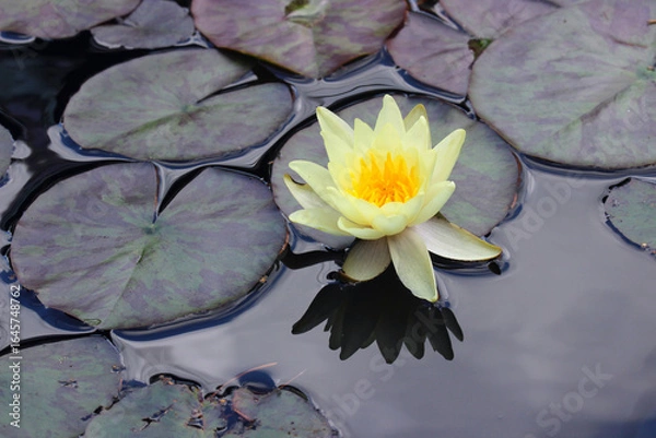 Fototapeta Pale yellow water lily on the surface of the water
