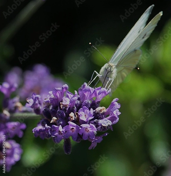 Obraz papillon et lavande