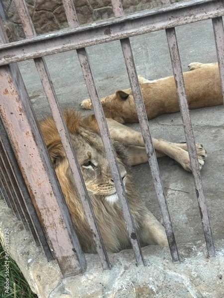 Fototapeta Captive lions in a zoo enclosure. A majestic male lion with a thick mane rests near the bars, while a lioness lies on the ground in the background. Wildlife conservation, animal captivity․