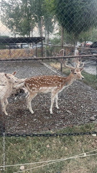 Fototapeta Two deer, one spotted fallow deer and one white deer, standing inside a fenced zoo enclosure. The animals are calmly observing their surroundings, with visible metal bars in the foreground.