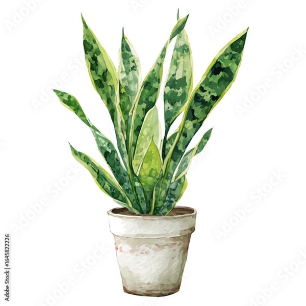 Fototapeta Watercolor vector illustration of Snake Plant, isolated on white background.