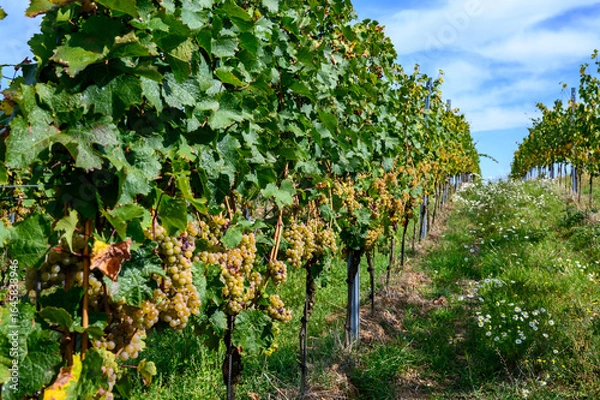 Obraz Weinreben weiss