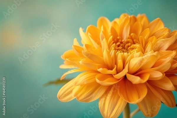 Obraz Single orange chrysanthemum flower bloom