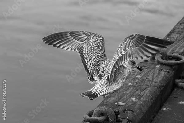 Obraz Mouette noir et blanc