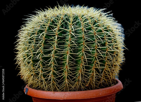 Obraz Cactus