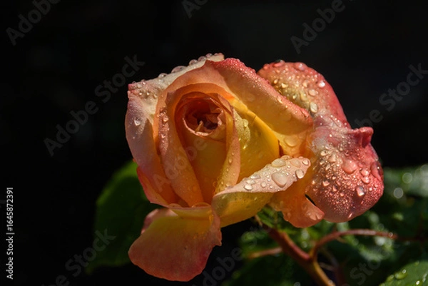 Obraz Rose sous la pluie