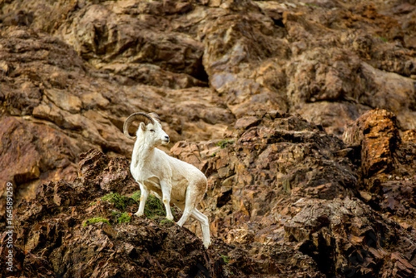 Fototapeta Dall Sheep
