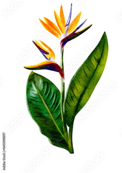 Obraz Exotic flower illustration without background 