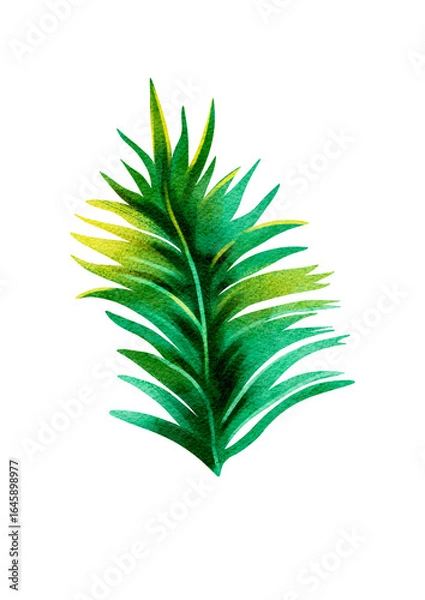 Obraz Exotic leaf illustration without background 