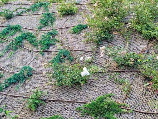 Fototapeta Aerial drone view showing organized garden plots with green vegetation and pathways from above