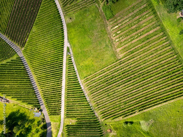Obraz Black Forest vineyard from above