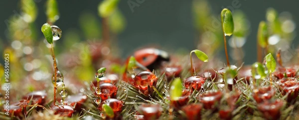 Fototapeta Mossy forest floor panorama