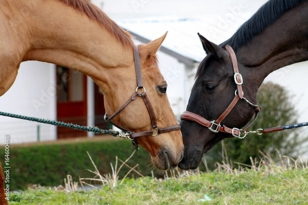 Fototapeta bisou cheval