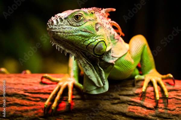 Fototapeta green Iguana