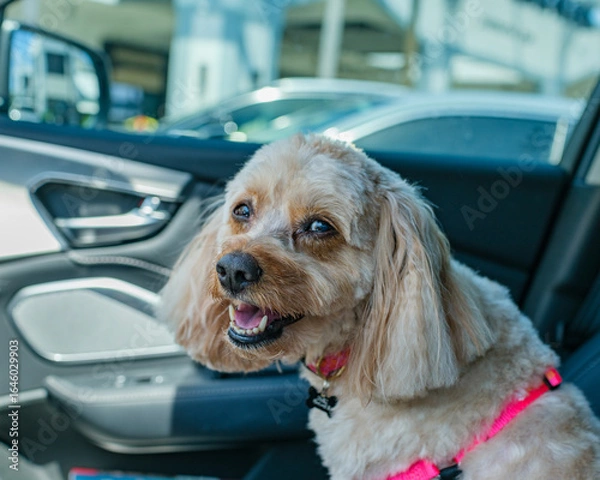 Fototapeta Cavapoo in the Passenger seat after fresh grooming