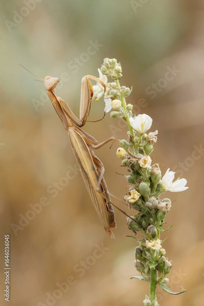 Obraz Braune Gottesanbeterin auf blühender Pflanze