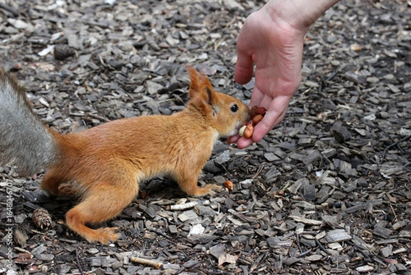 Fototapeta A squirrel eats nuts from a child's hand