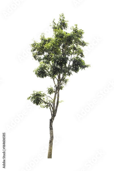 Fototapeta Tree isolated on white background.