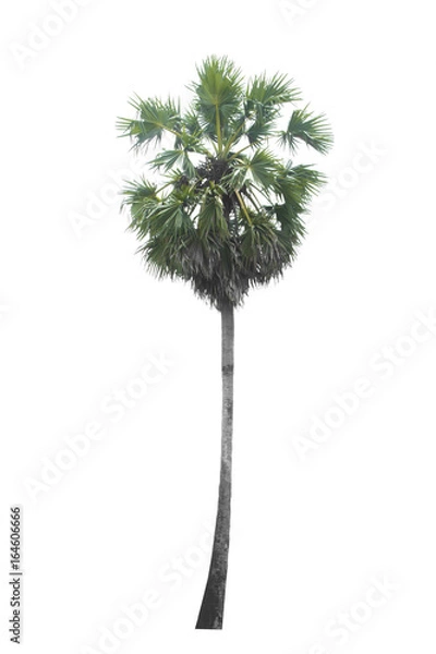 Obraz Sugar Palm Tree na białym tle