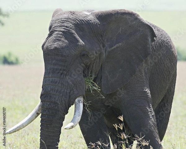 Fototapeta Elephant Lunch 9