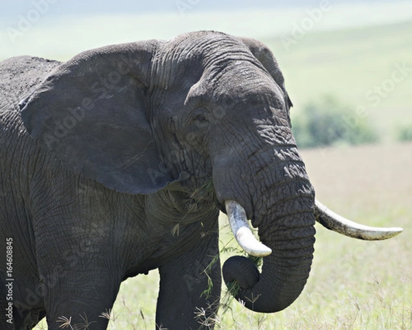 Fototapeta Elephant Lunch 5
