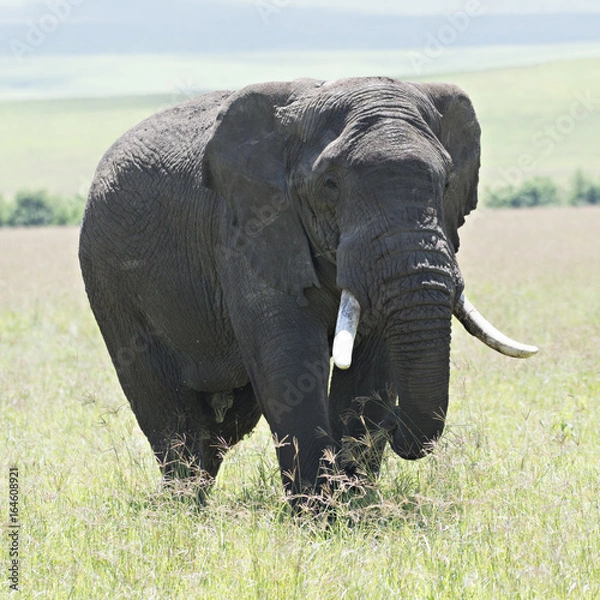 Fototapeta Elephant Lunch 3