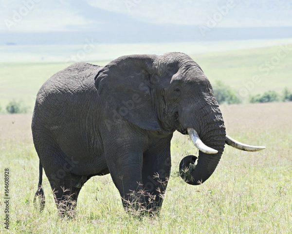 Fototapeta Elephant Lunch 2
