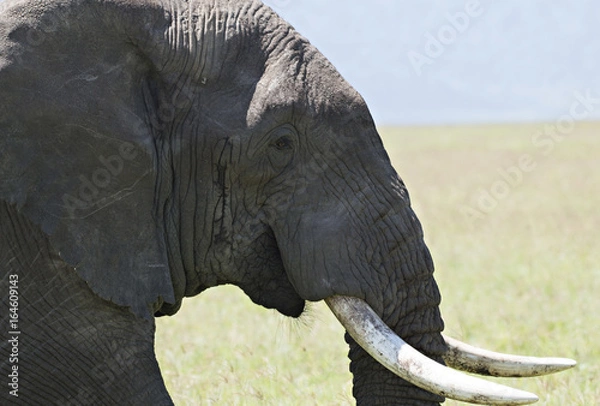 Fototapeta Elephant Profile 