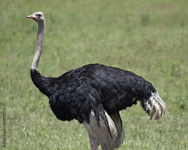 Fototapeta Ostrich 3