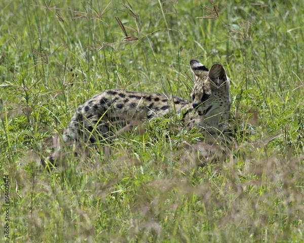 Fototapeta Serval Cat 8