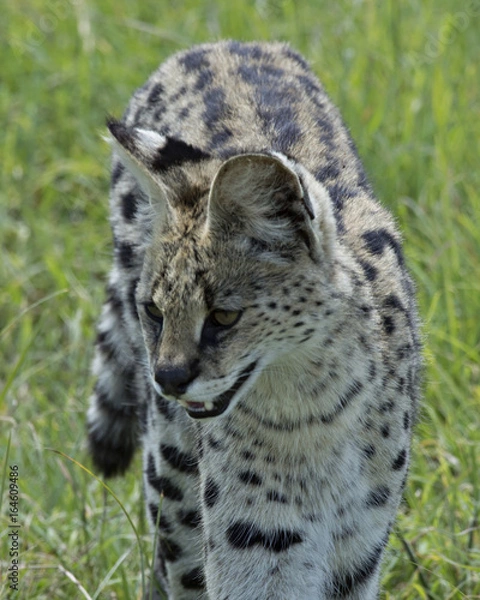 Fototapeta Serval Cat 7