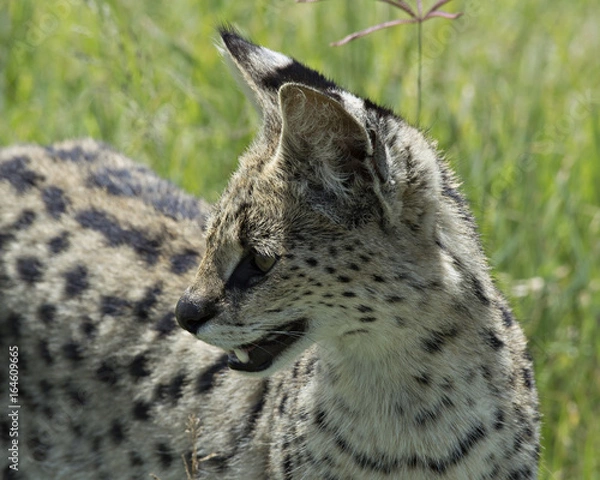 Fototapeta Serval Cat 4