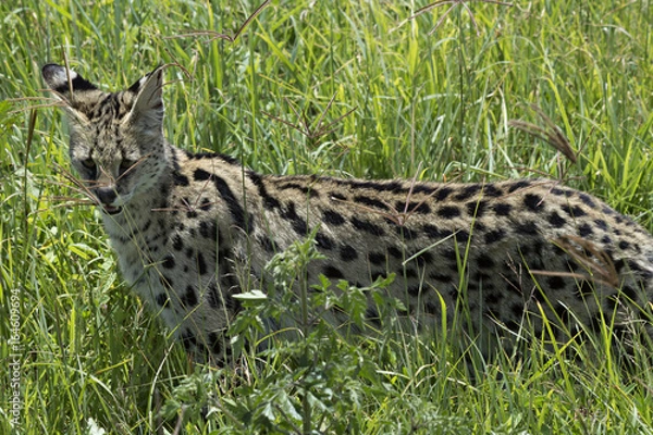 Fototapeta Serval Cat 3