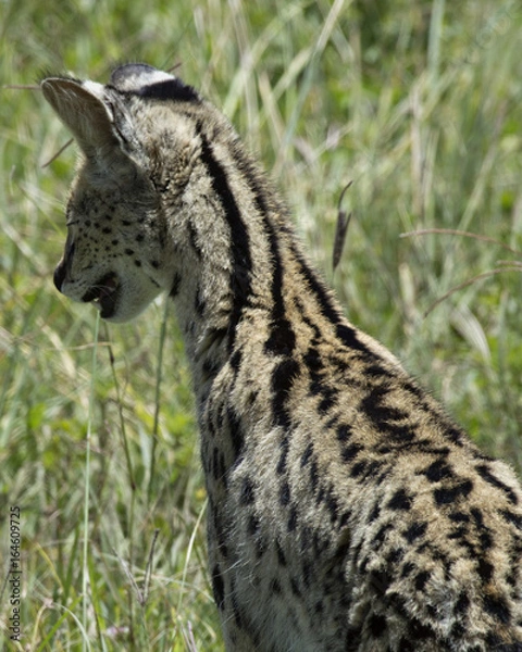 Fototapeta Serval Cat 2