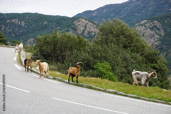 Obraz goats wandering on the mountain road in Corsica, france