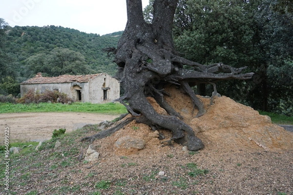 Obraz unusual tree growing on a knoll with roots and rocks showing in Corsica, france