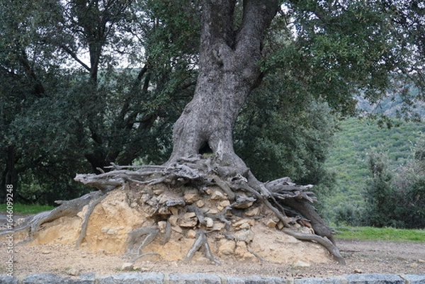 Fototapeta unusual tree growing on a knoll with roots and rocks showing in Corsica, france