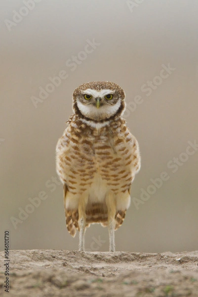 Obraz Burrowing Owl taken in south dakota in the wild