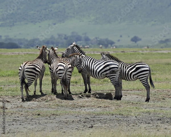 Fototapeta Zebra Gathering